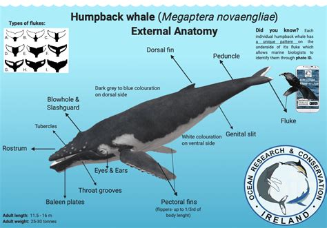 humpback whale adaptations for survival